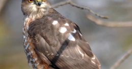 Hawk