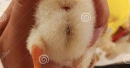 Chicken Butt