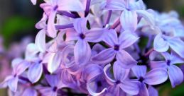 Lilac