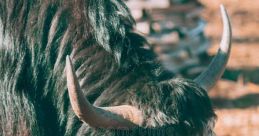Yak