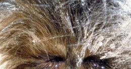 Chewbacca Here is the Chewbacca , from the famous movie Star Wars. Remember Chewbacca is not an Ewok, hes a Wookie.