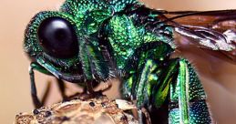 Wasp
