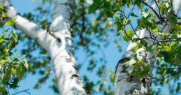 Birch