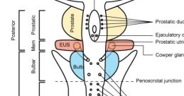 Urethra