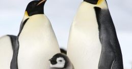 Pinguins