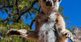 Madagascar