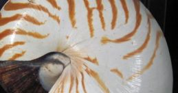 Nautilus