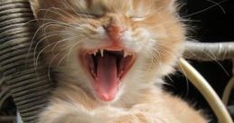 Cat Laugh