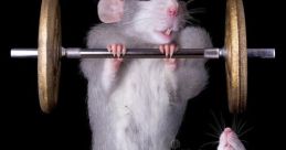 Rato