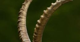 Horns