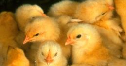 Chicks
