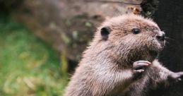 Beaver