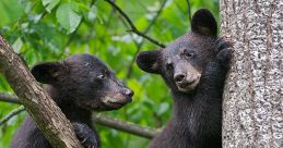 Black Bear