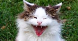 Haha Cat