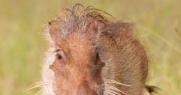 Warthog