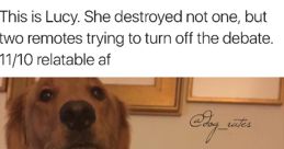 Memes