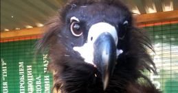 Biggest Bird