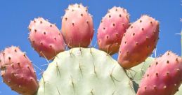 Cacta