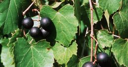 Vine