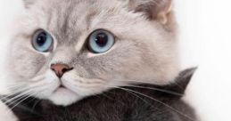 Gatinho The first that comes to mind when thinking about Gatinho is a soft "Miau". This gentle meow is a classic that