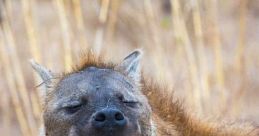 Hyena Laugh