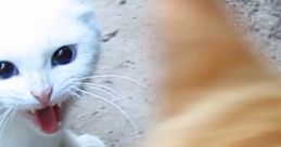 Angry Cat