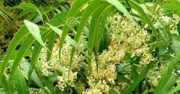 Neem Neem, a versatile tree native to India, is known for its incredible array of uses and benefits. From its leaves to