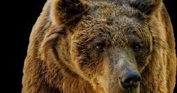 Urso