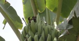 Plátano
