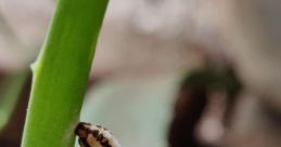 Larva