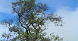 Sandlewood The tranquil whispers of the breeze carried the Aparakeethi Whistle through the air, creating a melodious