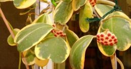 Hoya