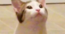 Popcat