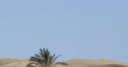 Darak