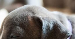Doggy
