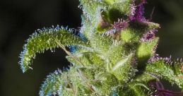 Smoke Marijuana