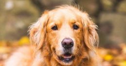 Chien