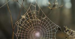 Spider Web