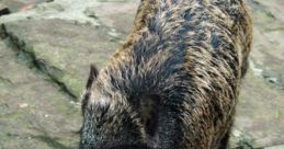 Wild boar roaming on rocky terrain, showcasing its distinctive coat and robust physique in a natural habitat.