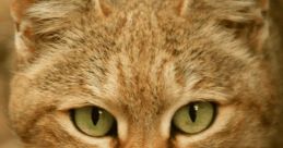 Wildcat Wildcat go home go bed. The of this phrase is a playful and taunting one, as if someone is trying to shoo away a