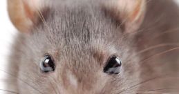 A Rat