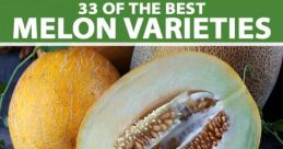 Melon The first , "Meloni errore mio," echoes through the room with a sense of regret and longing. The Italian words carry a