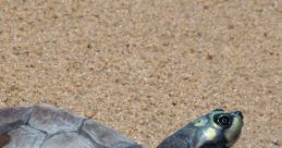 Tortuga