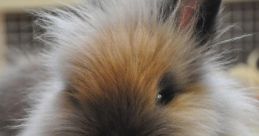 Baby Bunny