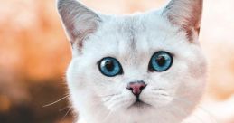 Gata