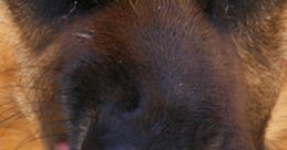 You Kick My Dog Here is the for You Kick My Dog. This series of clips is commonly used in making prank phone calls.