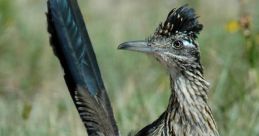 Roadrunner