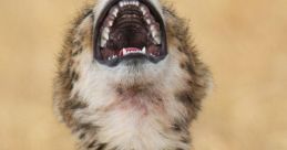 Funny Laughing
