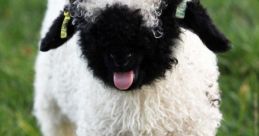 Lambs