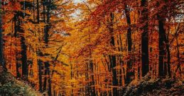 Autumn The faint rustling of leaves underfoot brings a sense of nostalgia, a reminder that autumn is finally here. The crisp